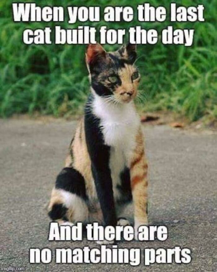 The Last Cat Standing For Today