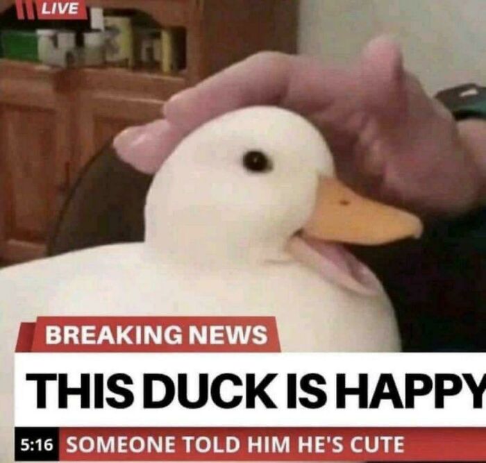 This Duck Is Just Plain Happy