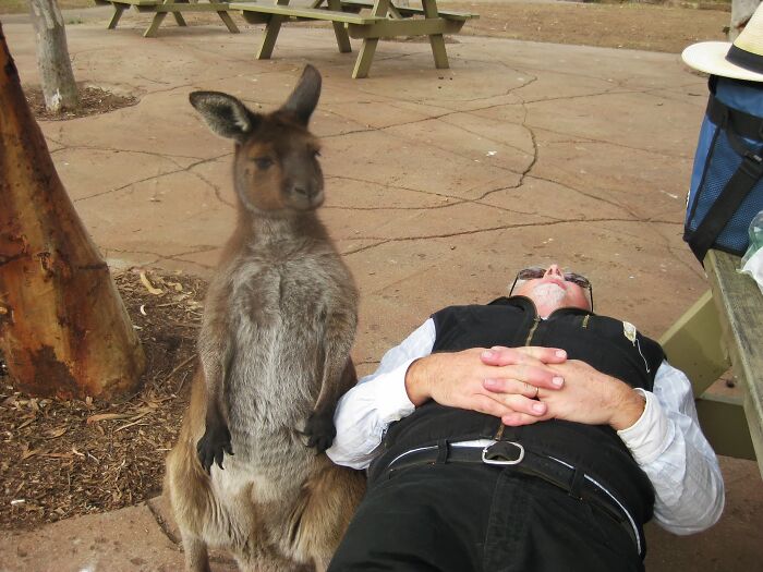 Father-in-Law Takes a Power Nap Next to a Kangaroo