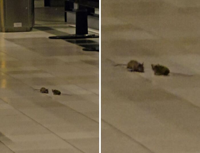 Mice Taking Over Schipol Airport?