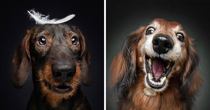 Wait Till You See These 30 Senior Dogs Showing Off Their Awesome Wrinkles and Wisdom