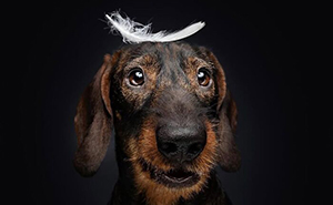 Wait Till You See These 30 Senior Dogs Showing Off Their Awesome Wrinkles and Wisdom