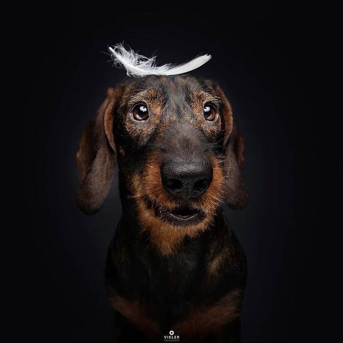 Wait Till You See These 30 Senior Dogs Showing Off Their Awesome Wrinkles and Wisdom
