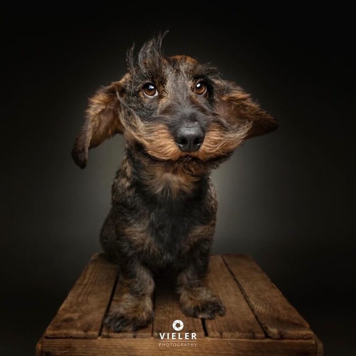 Wait Till You See These 30 Senior Dogs Showing Off Their Awesome Wrinkles and Wisdom
