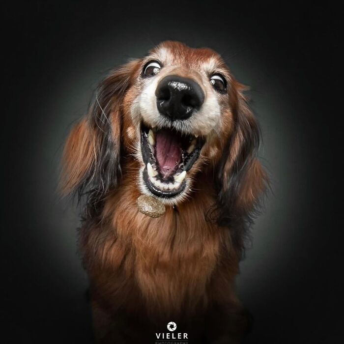 Wait Till You See These 30 Senior Dogs Showing Off Their Awesome Wrinkles and Wisdom