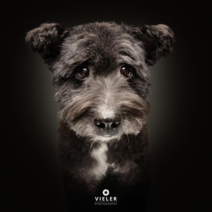 Wait Till You See These 30 Senior Dogs Showing Off Their Awesome Wrinkles and Wisdom