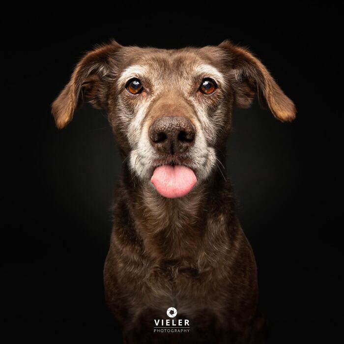 Wait Till You See These 30 Senior Dogs Showing Off Their Awesome Wrinkles and Wisdom