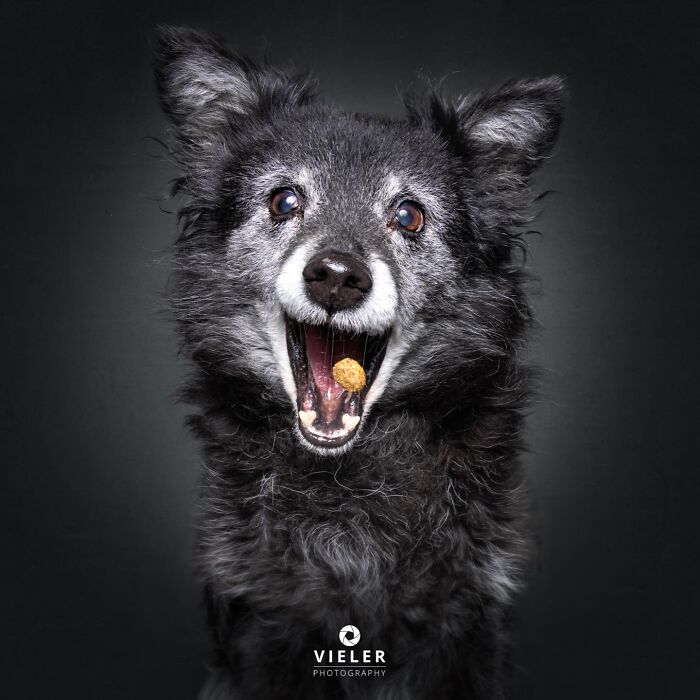 Wait Till You See These 30 Senior Dogs Showing Off Their Awesome Wrinkles and Wisdom