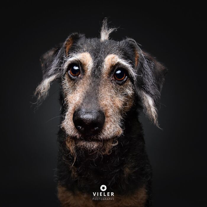 Wait Till You See These 30 Senior Dogs Showing Off Their Awesome Wrinkles and Wisdom