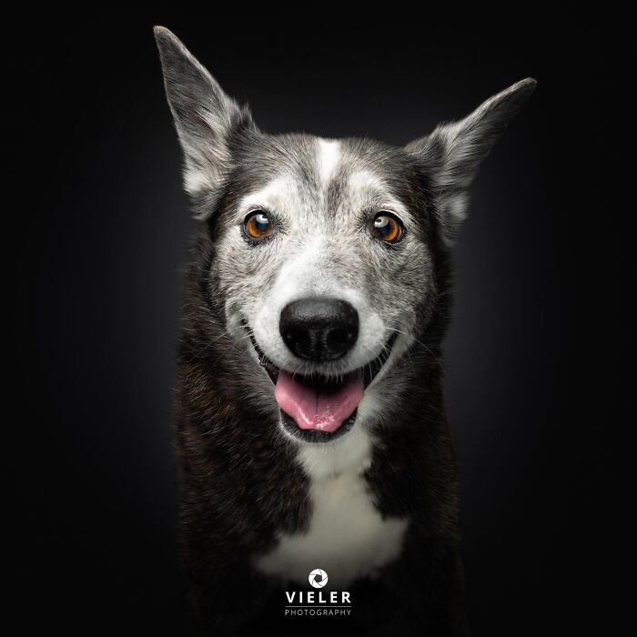 Wait Till You See These 30 Senior Dogs Showing Off Their Awesome Wrinkles and Wisdom
