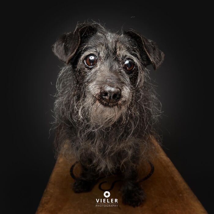 Wait Till You See These 30 Senior Dogs Showing Off Their Awesome Wrinkles and Wisdom