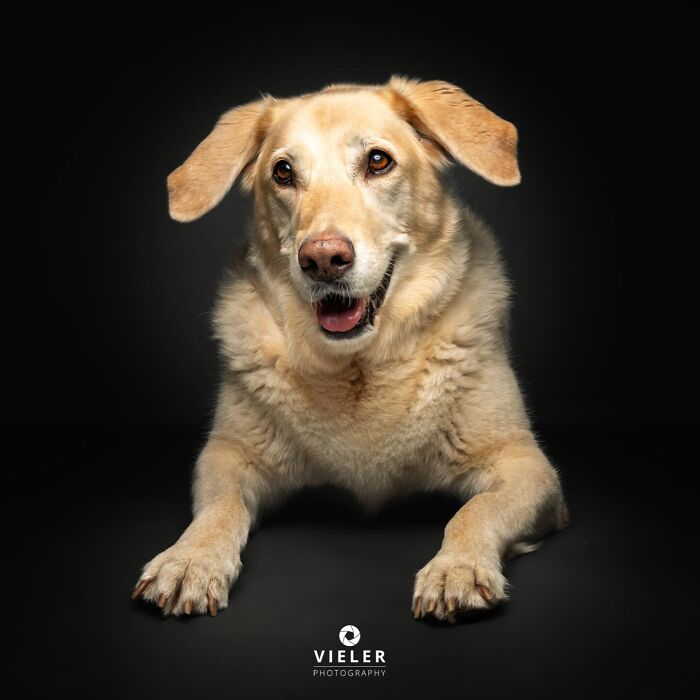 Wait Till You See These 30 Senior Dogs Showing Off Their Awesome Wrinkles and Wisdom