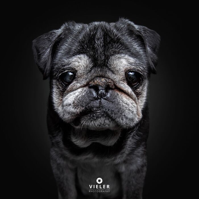 Wait Till You See These 30 Senior Dogs Showing Off Their Awesome Wrinkles and Wisdom