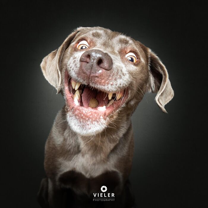 Wait Till You See These 30 Senior Dogs Showing Off Their Awesome Wrinkles and Wisdom