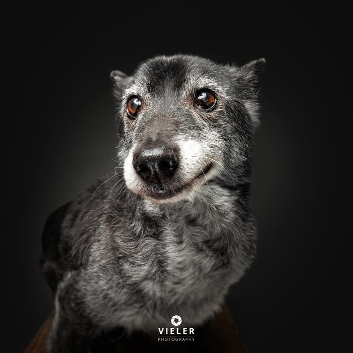 Wait Till You See These 30 Senior Dogs Showing Off Their Awesome Wrinkles and Wisdom