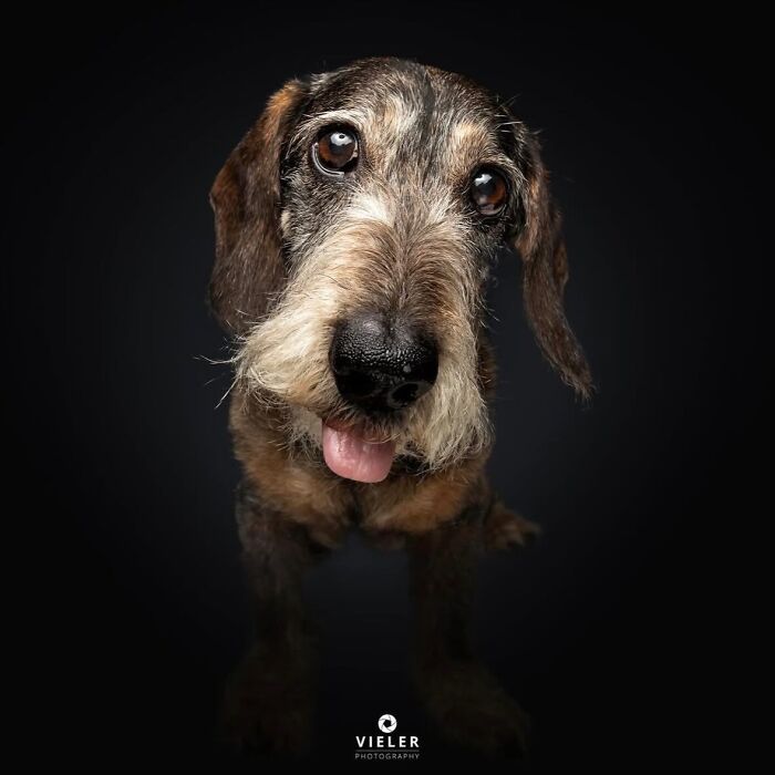 Wait Till You See These 30 Senior Dogs Showing Off Their Awesome Wrinkles and Wisdom