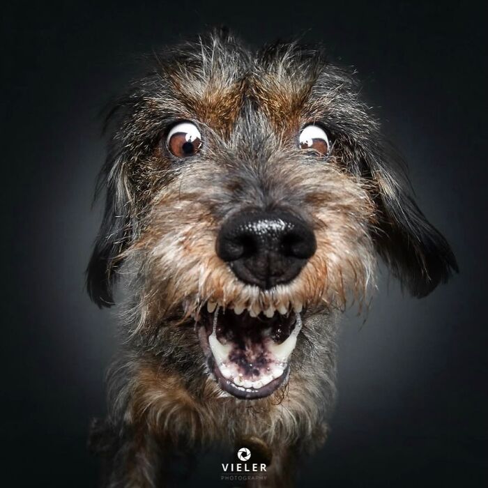 Wait Till You See These 30 Senior Dogs Showing Off Their Awesome Wrinkles and Wisdom