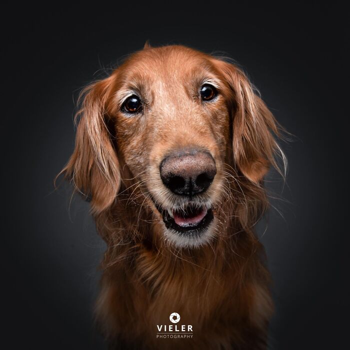 Wait Till You See These 30 Senior Dogs Showing Off Their Awesome Wrinkles and Wisdom