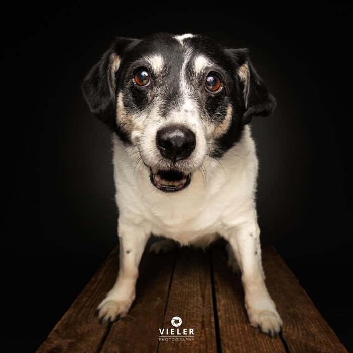 Wait Till You See These 30 Senior Dogs Showing Off Their Awesome Wrinkles and Wisdom