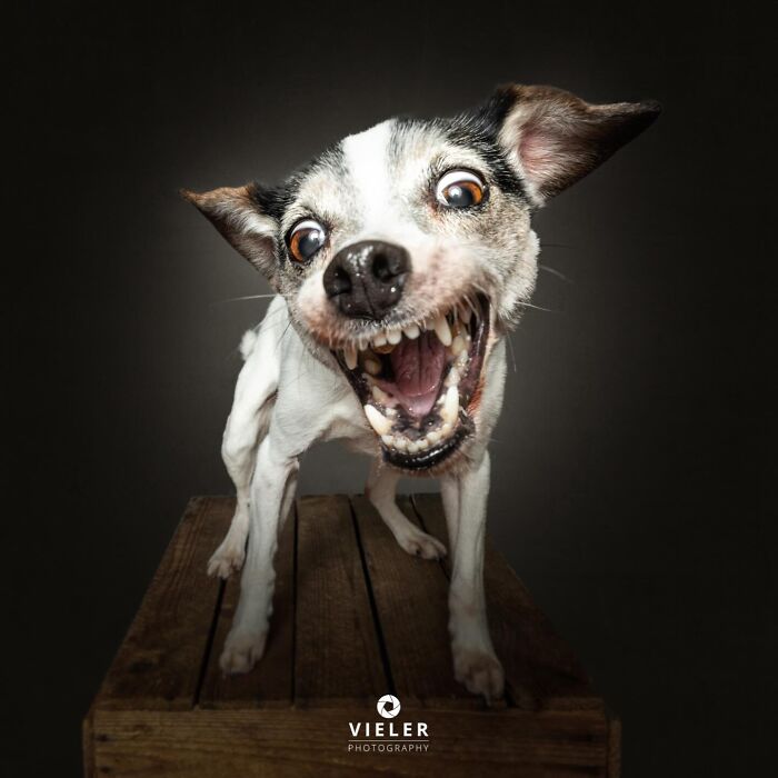 Wait Till You See These 30 Senior Dogs Showing Off Their Awesome Wrinkles and Wisdom