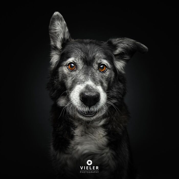 Wait Till You See These 30 Senior Dogs Showing Off Their Awesome Wrinkles and Wisdom