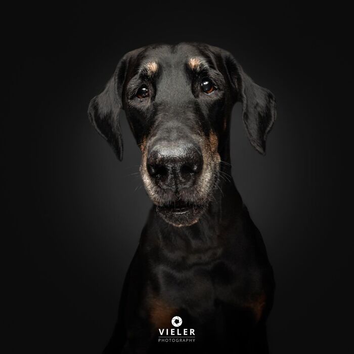 Wait Till You See These 30 Senior Dogs Showing Off Their Awesome Wrinkles and Wisdom