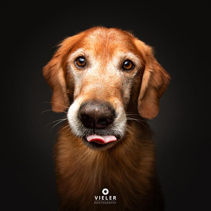 Wait Till You See These 30 Senior Dogs Showing Off Their Awesome Wrinkles and Wisdom