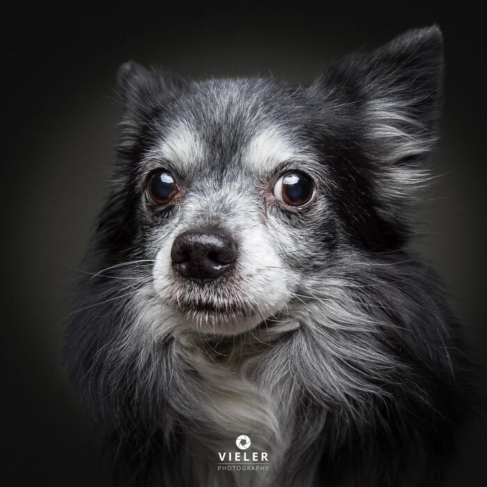 Wait Till You See These 30 Senior Dogs Showing Off Their Awesome Wrinkles and Wisdom