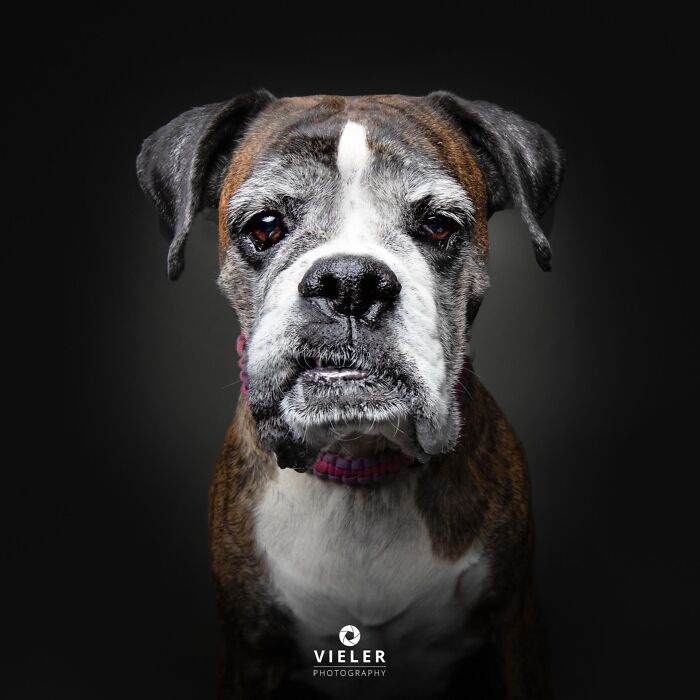 Wait Till You See These 30 Senior Dogs Showing Off Their Awesome Wrinkles and Wisdom
