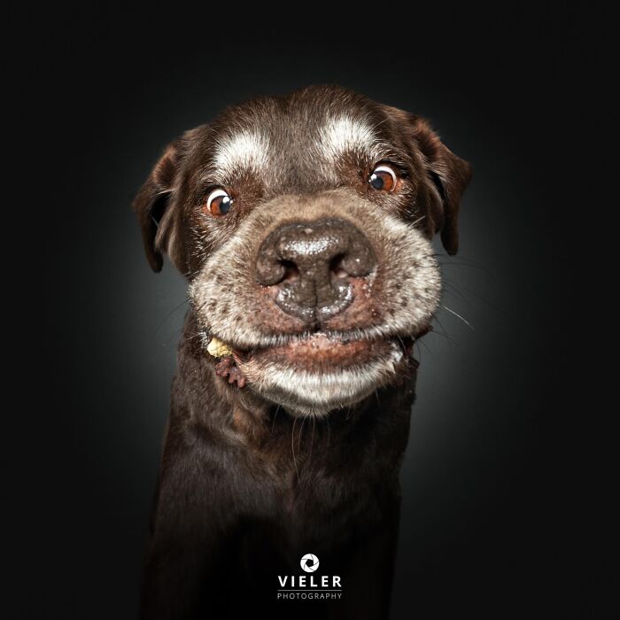 Wait Till You See These 30 Senior Dogs Showing Off Their Awesome Wrinkles and Wisdom