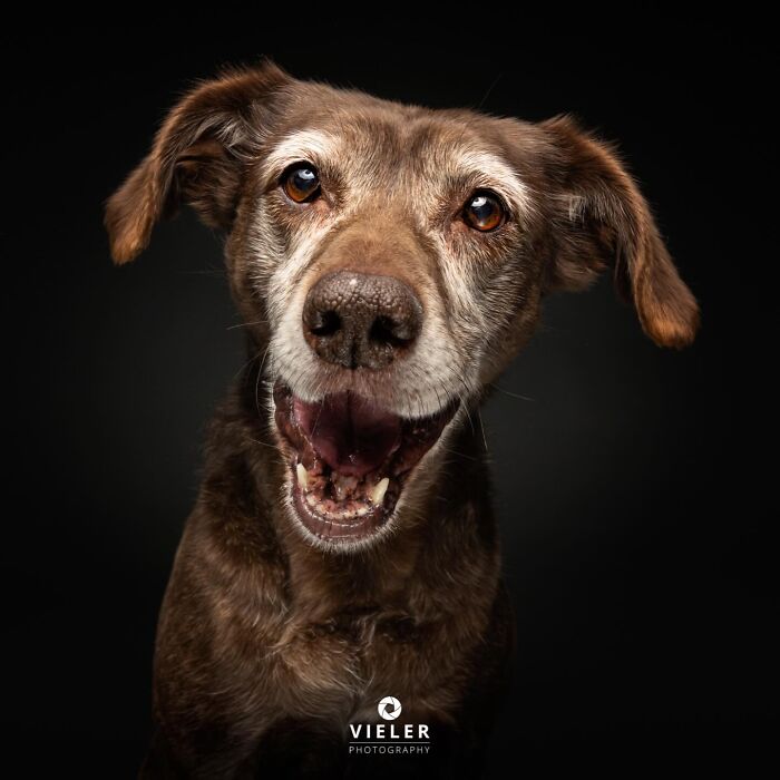 Wait Till You See These 30 Senior Dogs Showing Off Their Awesome Wrinkles and Wisdom