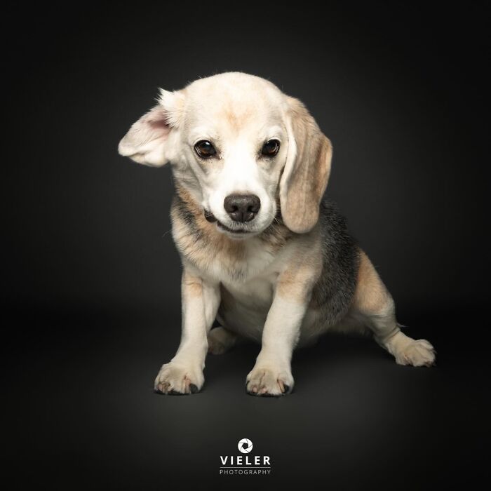 Wait Till You See These 30 Senior Dogs Showing Off Their Awesome Wrinkles and Wisdom
