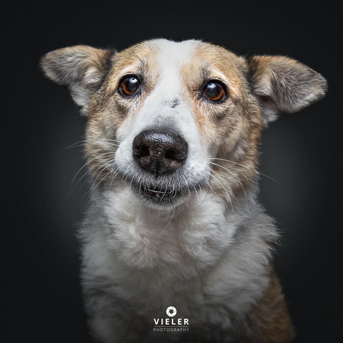 Wait Till You See These 30 Senior Dogs Showing Off Their Awesome Wrinkles and Wisdom