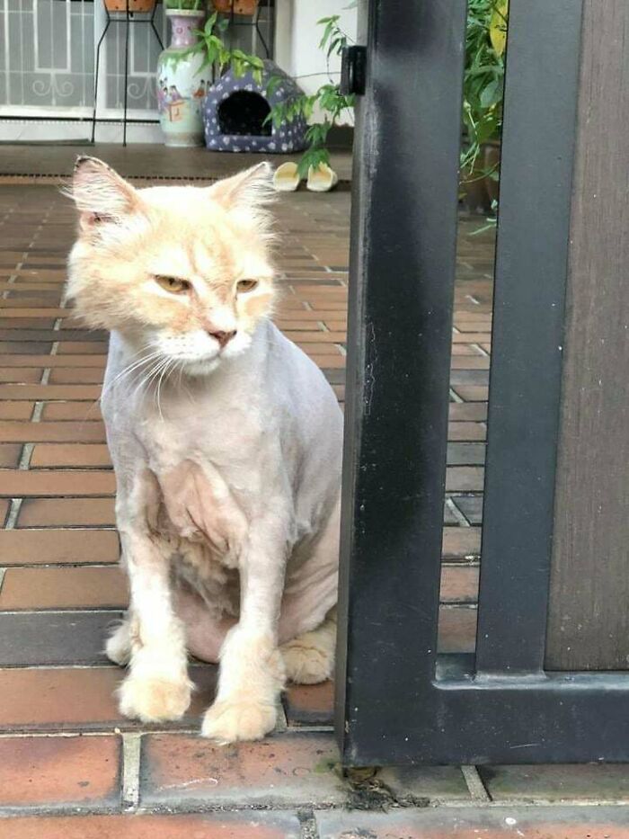 There Goes Any Hope for My Pet Grooming Career