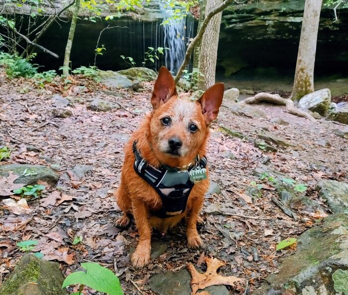 No-Pull Dog Harness That Makes Walks Fun Instead Of An Arm Workout