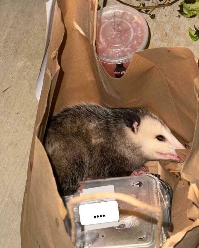 That Time My Food Came with a Surprise Cat