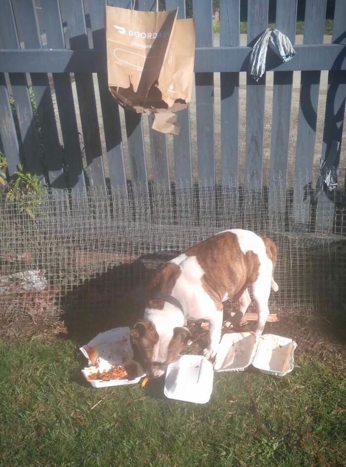 Dog Eats My Delivery After It Hangs On The Fence. Ruff Day