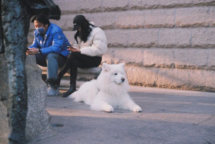 Ignoring Your Dog Because You’re Glued to Your Phone