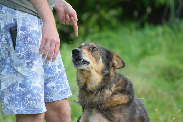 Scolding Your Dog Hours After the 'Crime'
