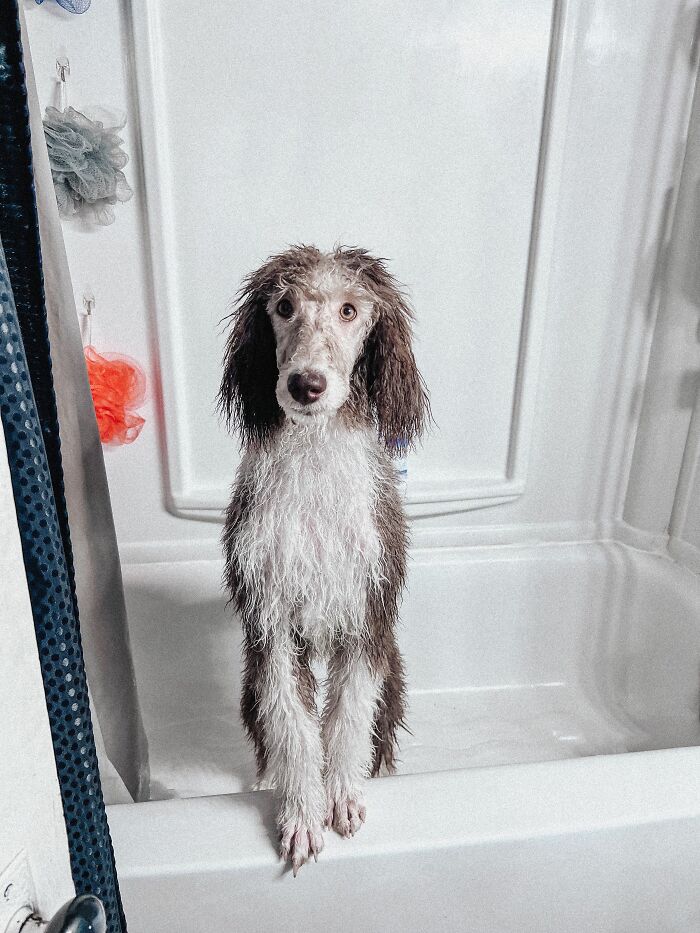Shower Time? Dogs Are Like, Huh?