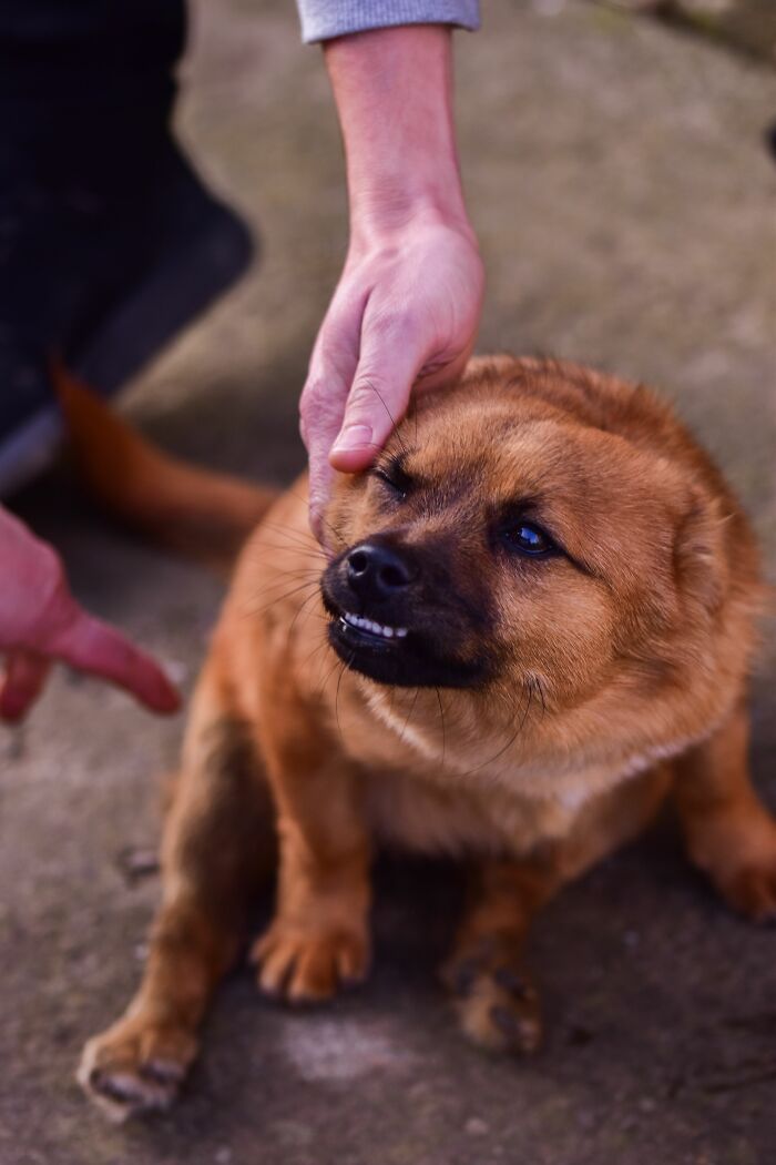 Punishing Your Dog Instead of Changing Your Habits