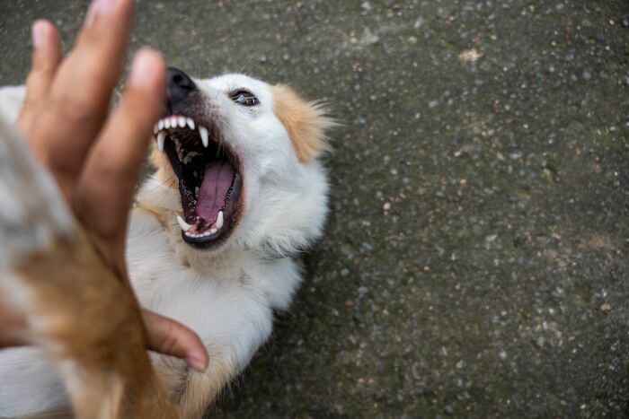 Petting Without Checking If Your Dog Wants More