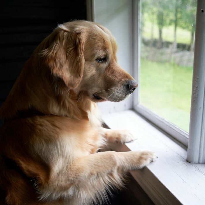 Leaving for Work: The Daily Dog Mystery
