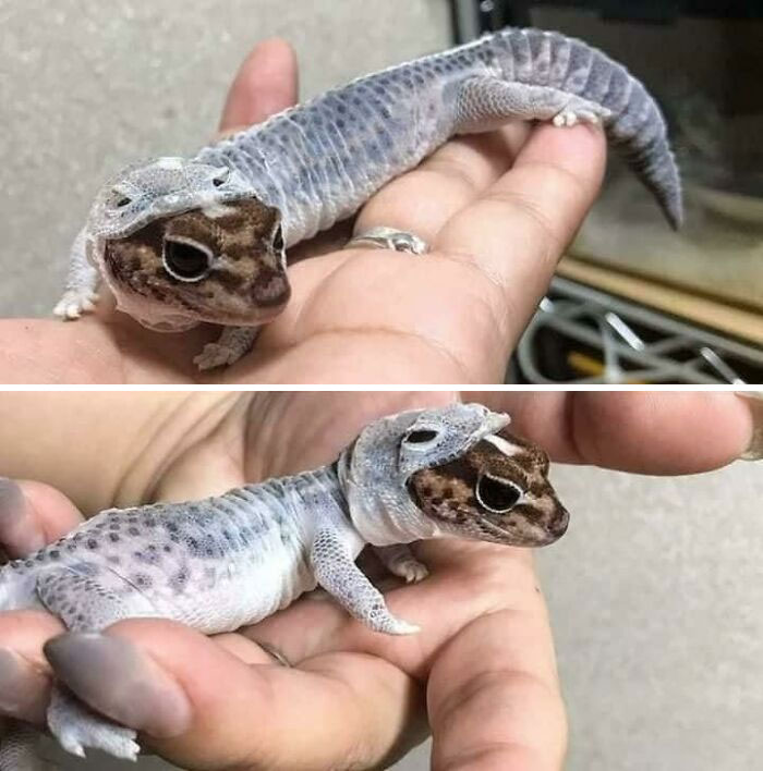 Leopard Gecko Shedding Skin Looks Like He's Being Eaten!