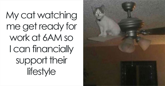 Wait, They Really Made These Animal Memes? Prepare to LOL!