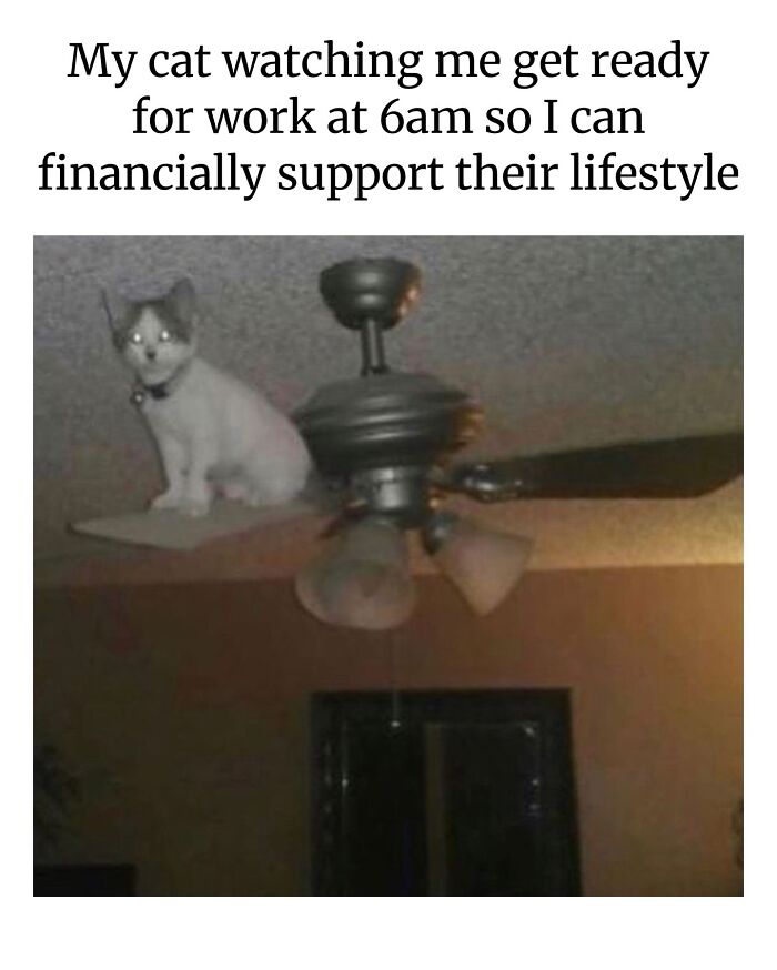 Wait, They Really Made These Animal Memes? Prepare to LOL!