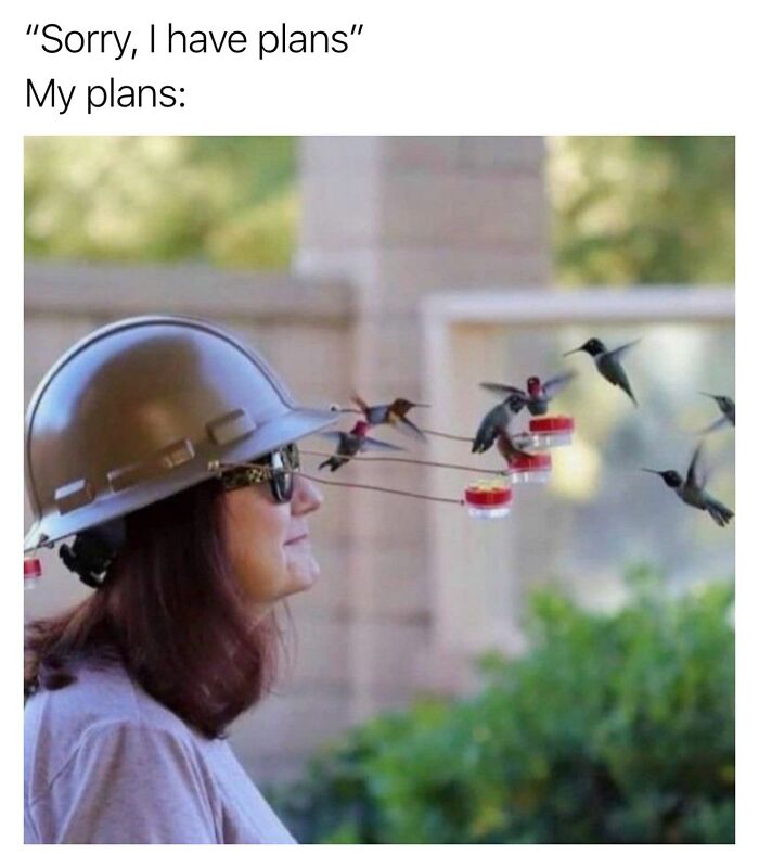 Wait, They Really Made These Animal Memes? Prepare to LOL!