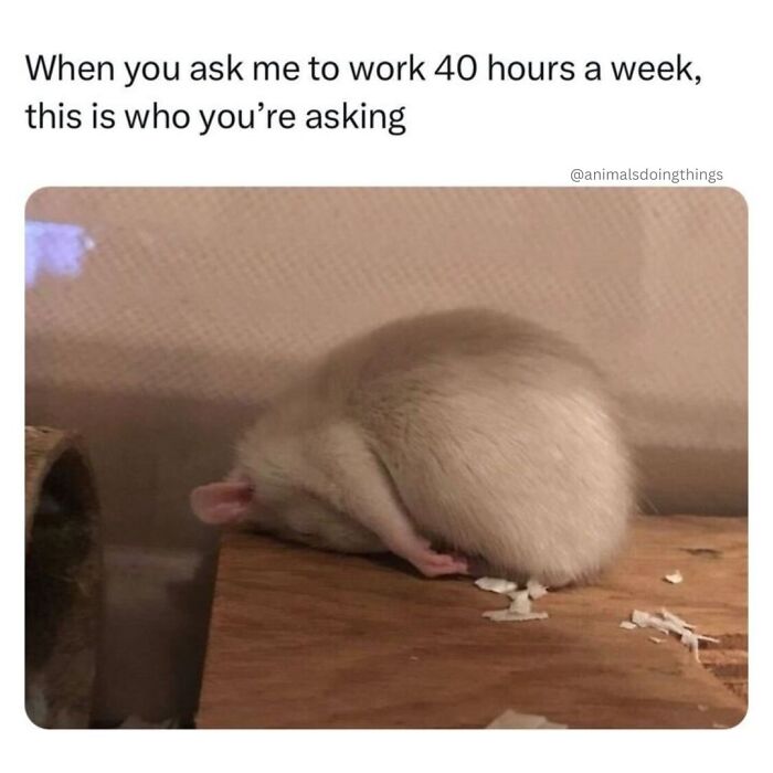 Wait, They Really Made These Animal Memes? Prepare to LOL!