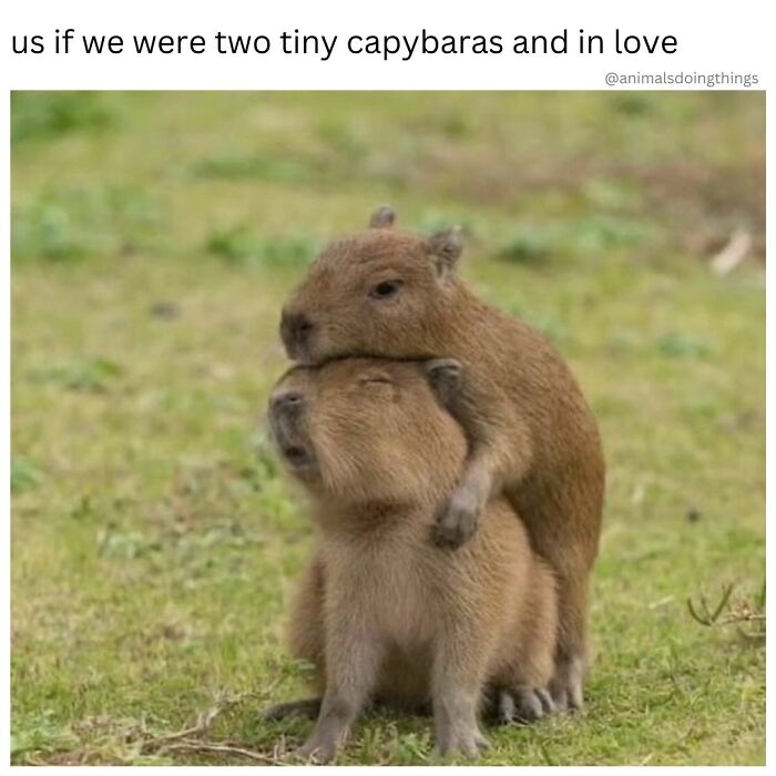 Wait, They Really Made These Animal Memes? Prepare to LOL!