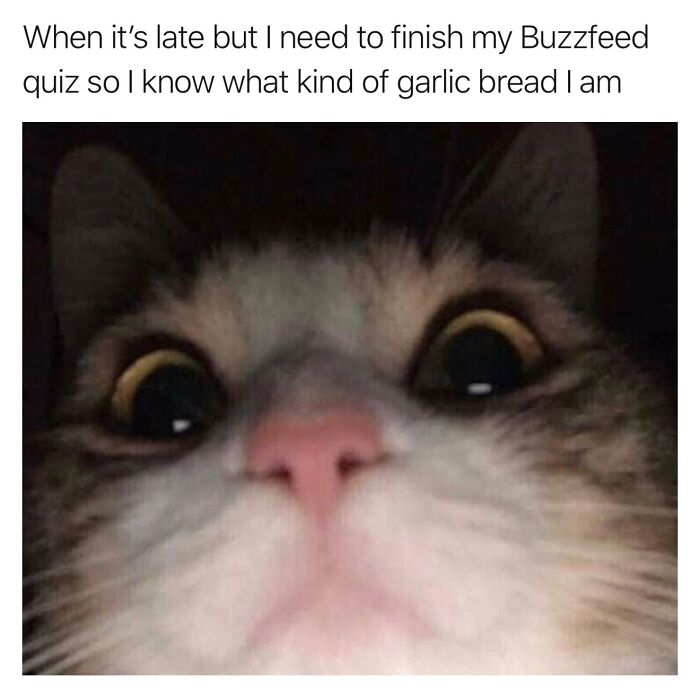 Wait, They Really Made These Animal Memes? Prepare to LOL!